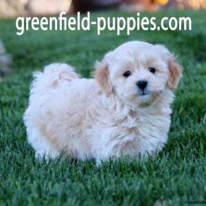 https://greenfield-puppies.com/